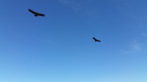 Condors flying over top of us at Mirador Cruz del Condor, Peru. 