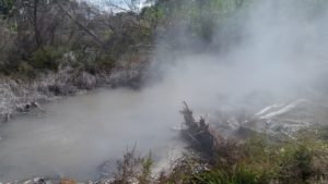 One of many hot pools around the city of Rotorua. 