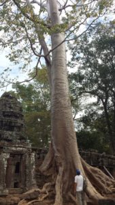 Our favourite temple, Banteay Kdei. The tree reminded us of Game of Thrones.